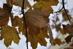 Acer platanoides 'Crimson King' — photo 4